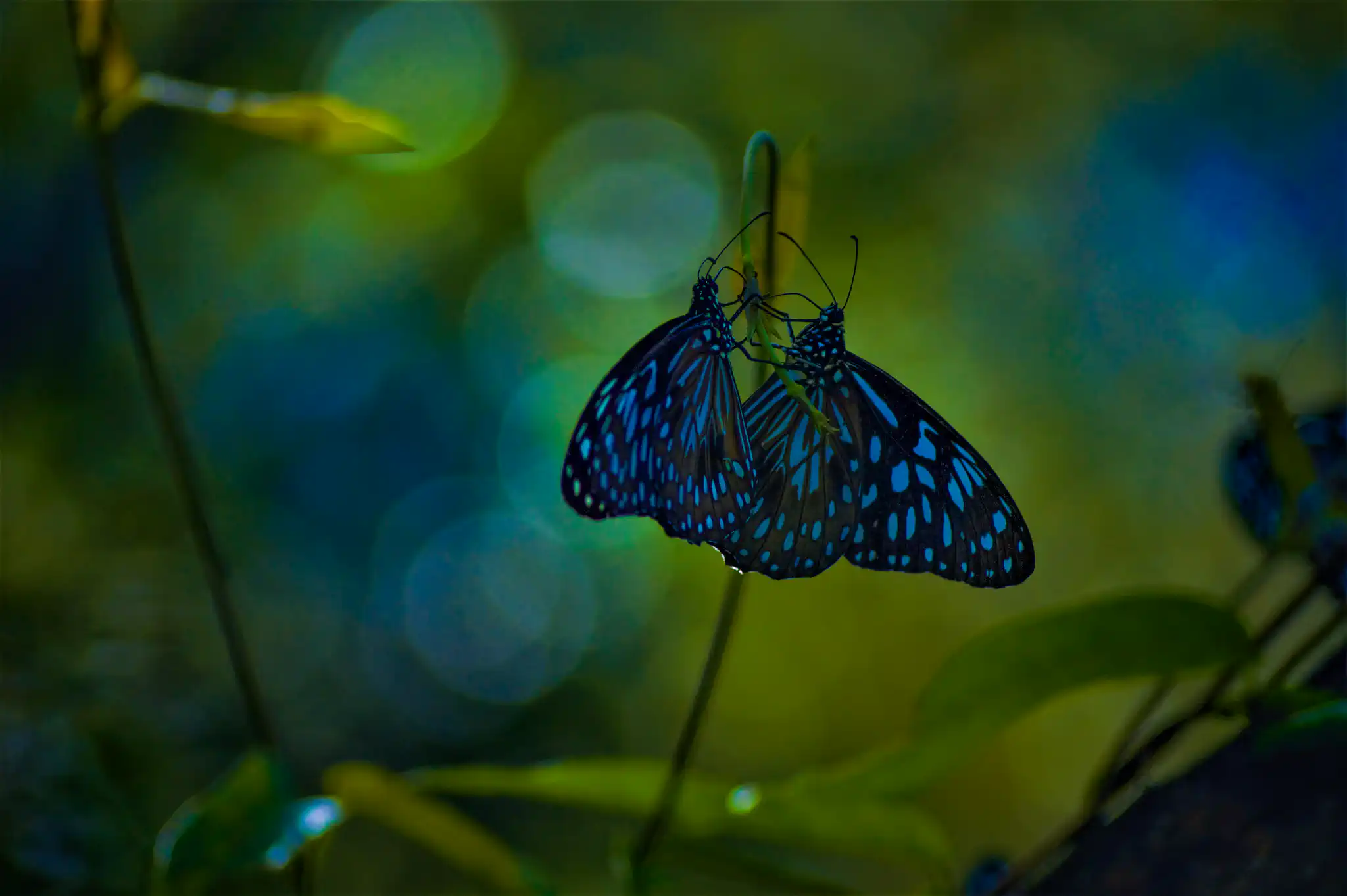 Two blue butterflies