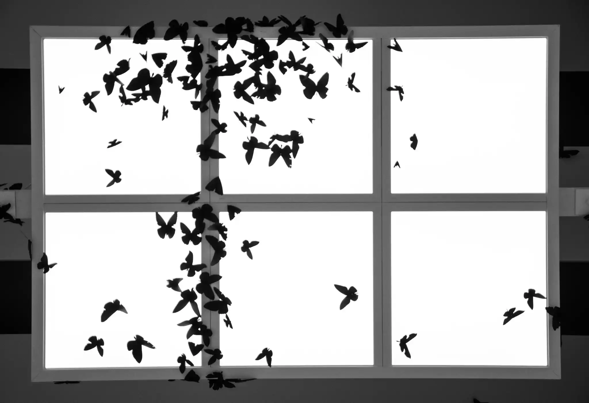 Black silhouettes of butterflies streaming through window