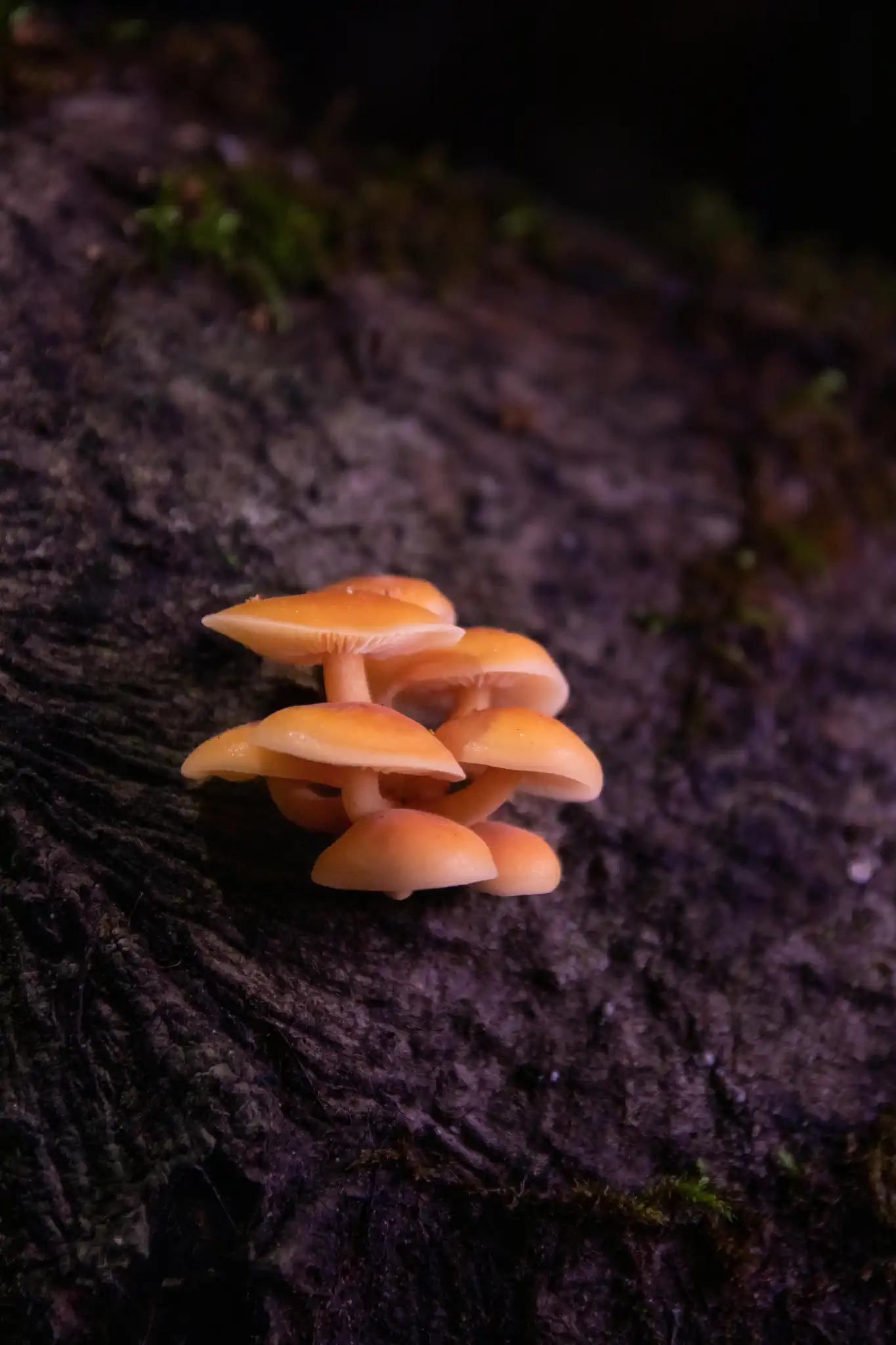 Orange mushrooms growing on dark bark