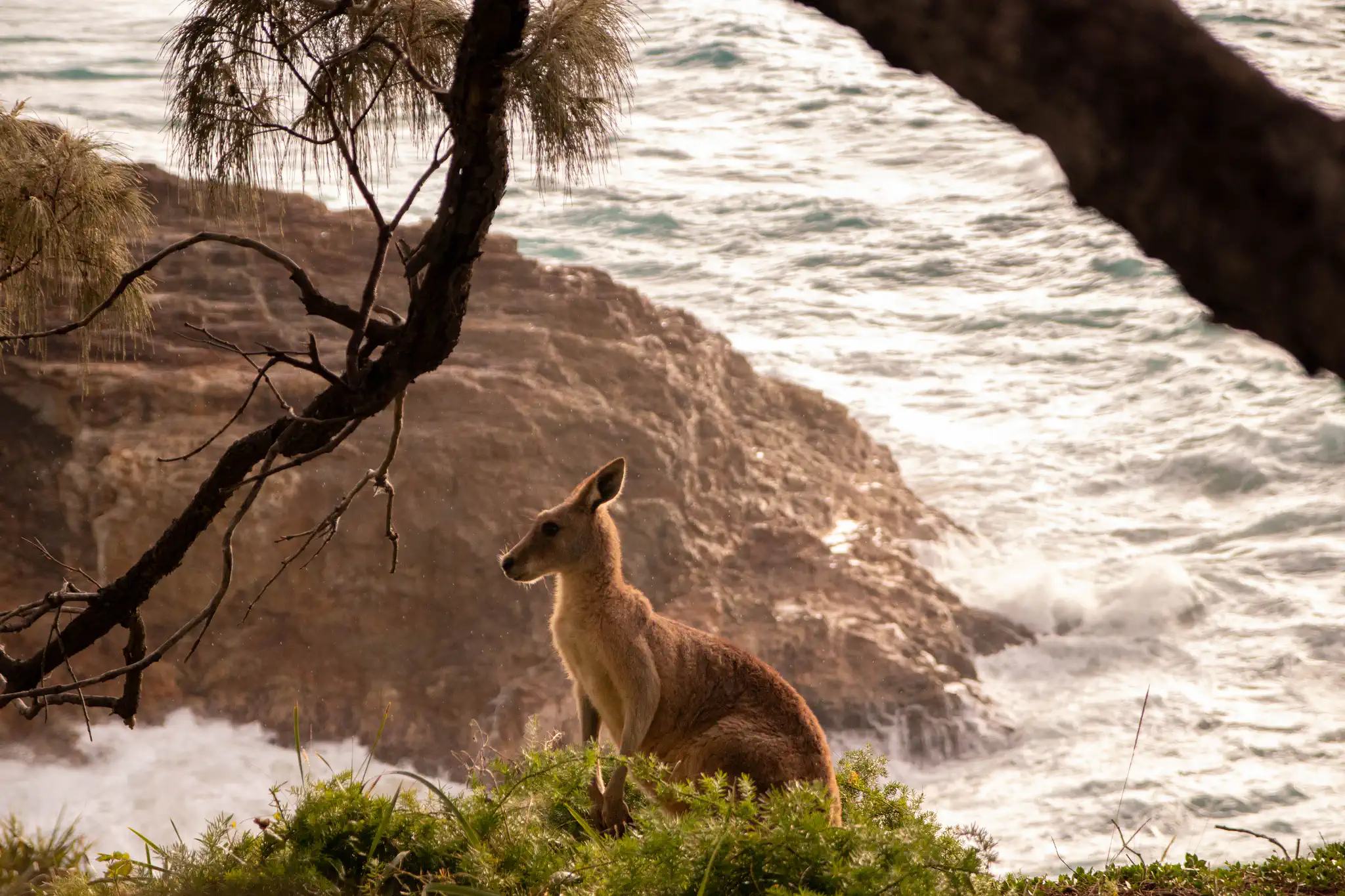 Wallaby resting on coastal cliff